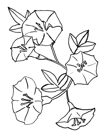 Bellflower  Coloring Page